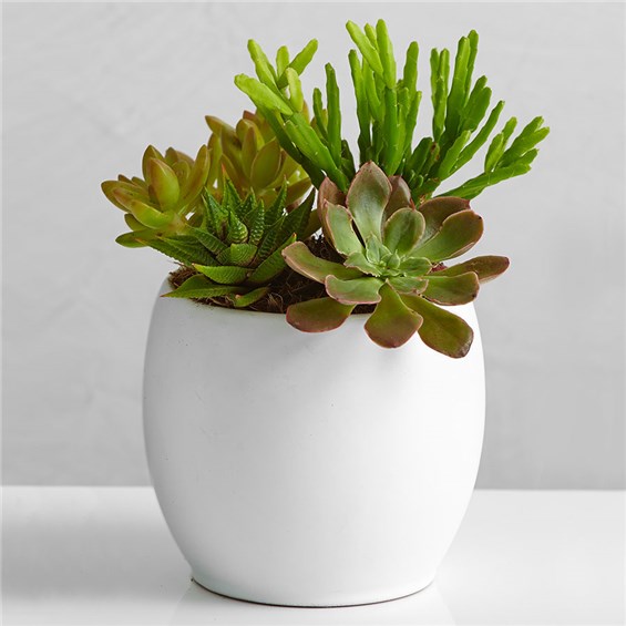 succulent_garden_177063x